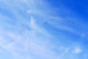 Wild Geese Change Formations in The Sky in Qingdao