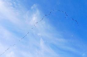 Wild Geese Change Formations in The Sky in Qingdao