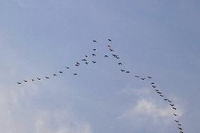 Wild Geese Change Formations in The Sky in Qingdao