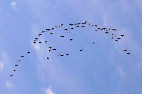 Wild Geese Change Formations in The Sky in Qingdao