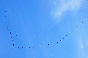 Wild Geese Change Formations in The Sky in Qingdao