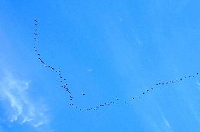 Wild Geese Change Formations in The Sky in Qingdao