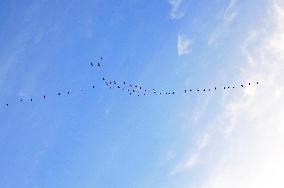 Wild Geese Change Formations in The Sky in Qingdao