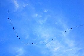 Wild Geese Change Formations in The Sky in Qingdao