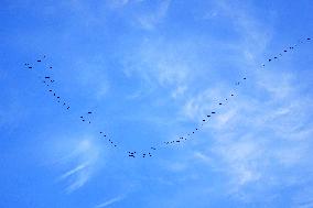 Wild Geese Change Formations in The Sky in Qingdao