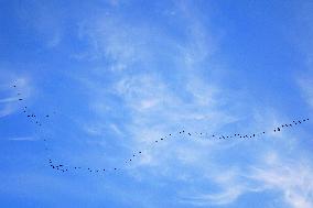 Wild Geese Change Formations in The Sky in Qingdao