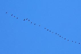 Wild Geese Change Formations in The Sky in Qingdao