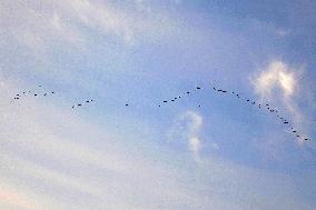 Wild Geese Change Formations in The Sky in Qingdao