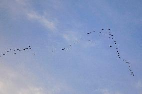 Wild Geese Change Formations in The Sky in Qingdao