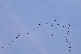 Wild Geese Change Formations in The Sky in Qingdao