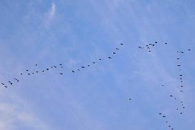 Wild Geese Change Formations in The Sky in Qingdao