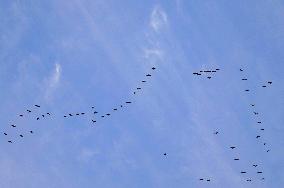 Wild Geese Change Formations in The Sky in Qingdao