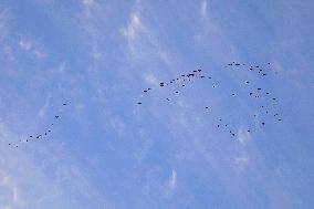 Wild Geese Change Formations in The Sky in Qingdao