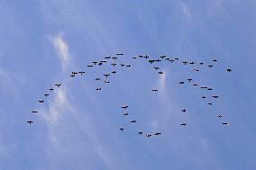 Wild Geese Change Formations in The Sky in Qingdao