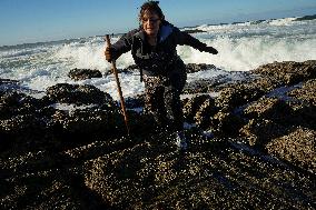 Barnacles In Baiona During The Christmas Campaign - Spain