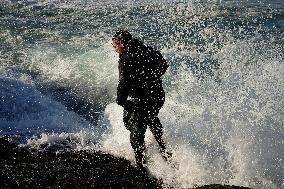 Barnacles In Baiona During The Christmas Campaign - Spain