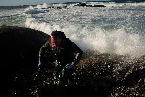 Barnacles In Baiona During The Christmas Campaign - Spain