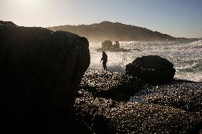 Barnacles In Baiona During The Christmas Campaign - Spain