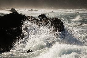 Barnacles In Baiona During The Christmas Campaign - Spain