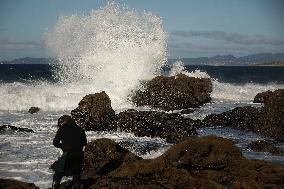 Barnacles In Baiona During The Christmas Campaign - Spain