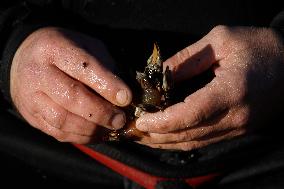 Barnacles In Baiona During The Christmas Campaign - Spain