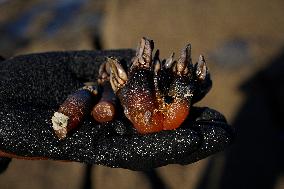 Barnacles In Baiona During The Christmas Campaign - Spain