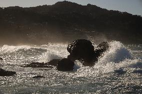 Barnacles In Baiona During The Christmas Campaign - Spain