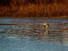 Sunrise At The Oxbow Nature Conservancy