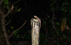 Changeable Lizard (Calotes Versicolor) - Animal India