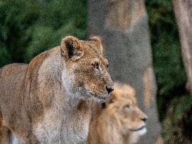 Wildlife At The Cincinnati Zoo