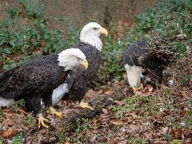 Wildlife At The Cincinnati Zoo