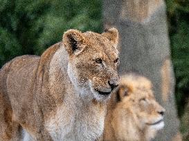 Wildlife At The Cincinnati Zoo