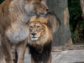 Wildlife At The Cincinnati Zoo