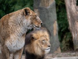 Wildlife At The Cincinnati Zoo