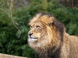 Wildlife At The Cincinnati Zoo