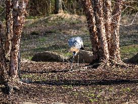 Wildlife At The Cincinnati Zoo