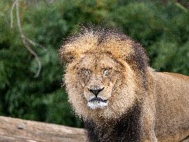 Wildlife At The Cincinnati Zoo