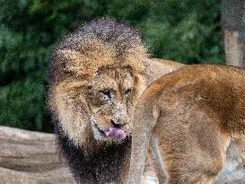 Wildlife At The Cincinnati Zoo