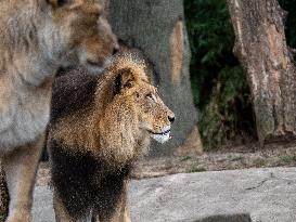 Wildlife At The Cincinnati Zoo