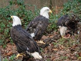 Wildlife At The Cincinnati Zoo