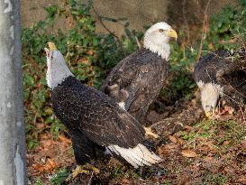 Wildlife At The Cincinnati Zoo