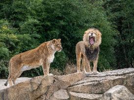 Wildlife At The Cincinnati Zoo