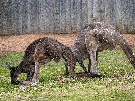 Wildlife At The Cincinnati Zoo