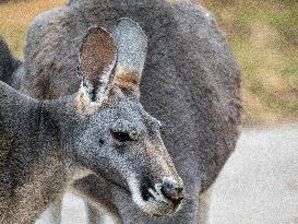 Wildlife At The Cincinnati Zoo