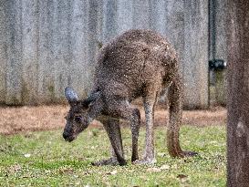 Wildlife At The Cincinnati Zoo