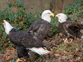 Wildlife At The Cincinnati Zoo