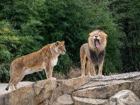 Wildlife At The Cincinnati Zoo