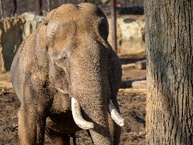 Wildlife At The Cincinnati Zoo