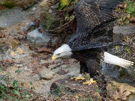 Wildlife At The Cincinnati Zoo