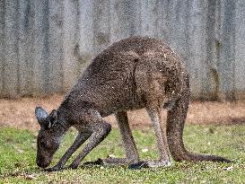 Wildlife At The Cincinnati Zoo